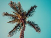 Een palmboom van onderen bekeken met een blauwe lucht